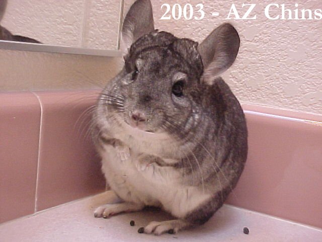 Gloria - Standard Grey Female