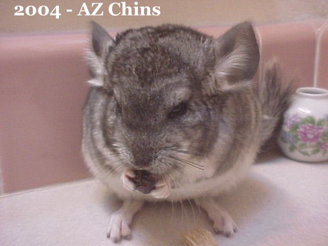 Fenna - Standard Grey Female