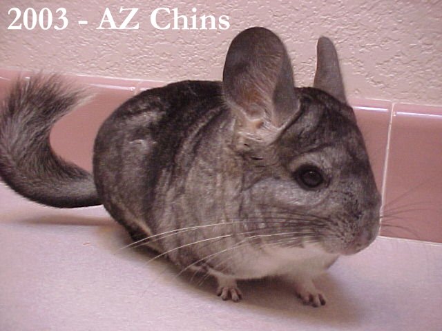 Glenda - Standard Grey Female