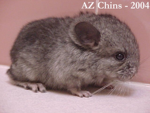 Faith - Heterozygous Ebony Female