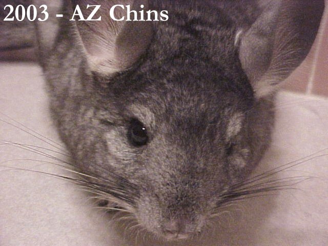 Victor - Standard Grey Male