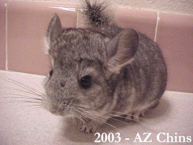 Kirk - Standard Grey Male