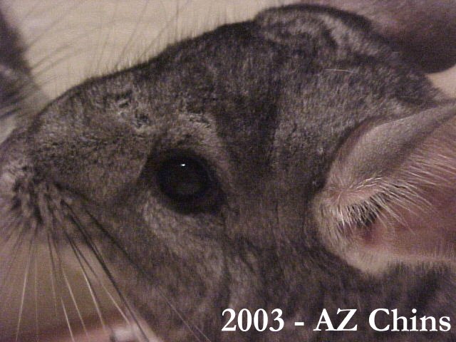 Vincent - Standard Grey Male