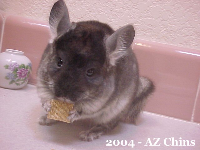 Louie - Black Velvet Male