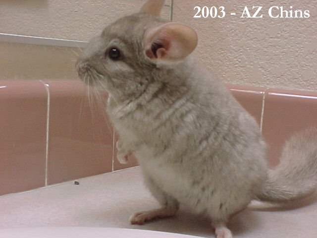 Gela - Heterozygous Beige Female