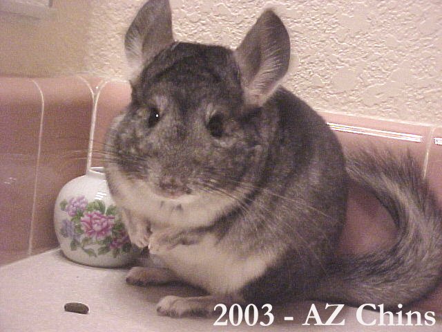 Annabel - Standard Grey Female