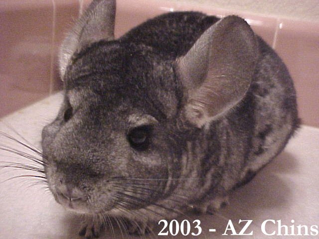 Donna - Standard Grey Female