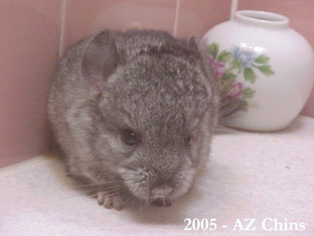 Jolene - Heterozygous Ebony Female