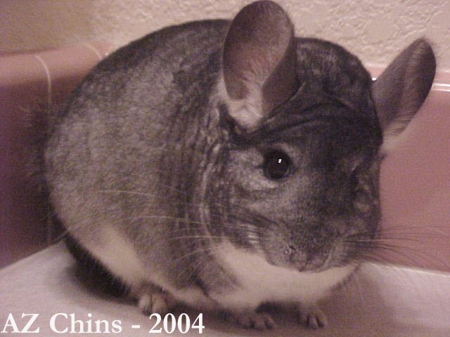 Milla - Standard Grey Female
