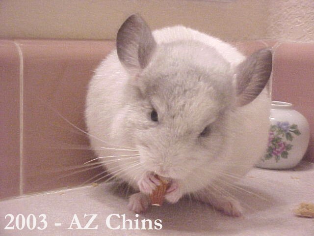 Skyler - Silver Mosaic Male