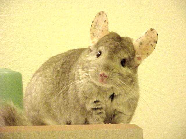 Ingrid - Heterozygous Beige