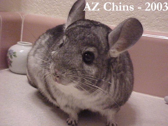 Hilton - Standard Grey Male