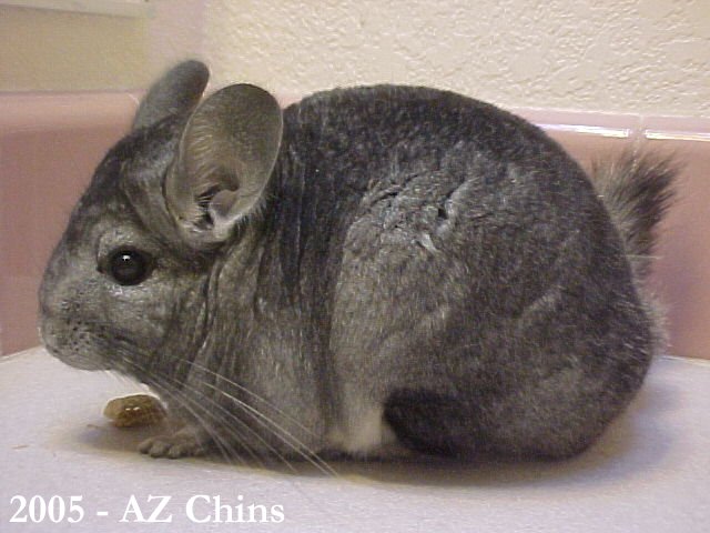 Tatum - Standard Grey Female