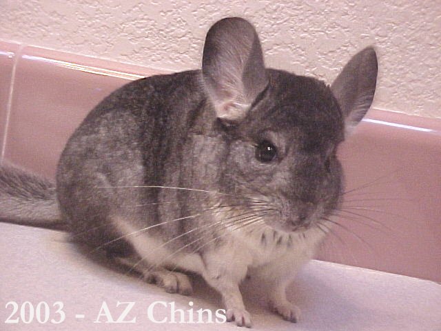 Bernice - Standard Grey Female
