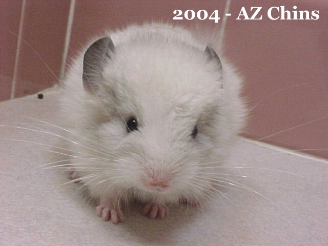 Jack - Silver Mosaic Male