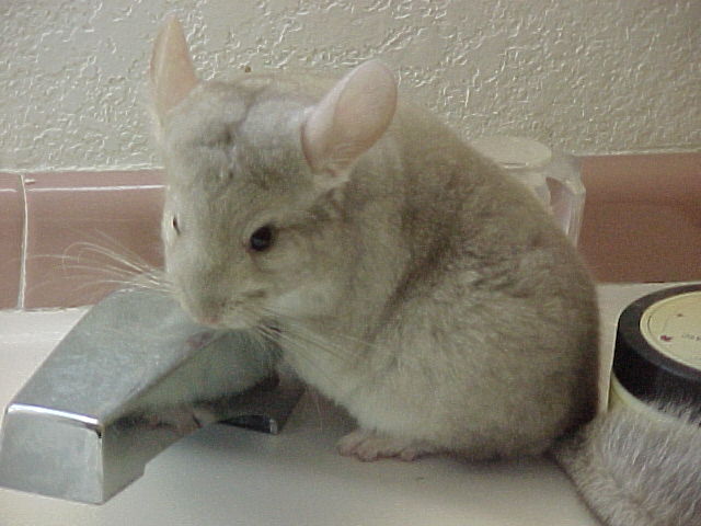 Olle is planning his escape in this picture.