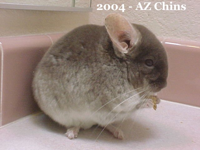 Berit - Brown Velvet Male