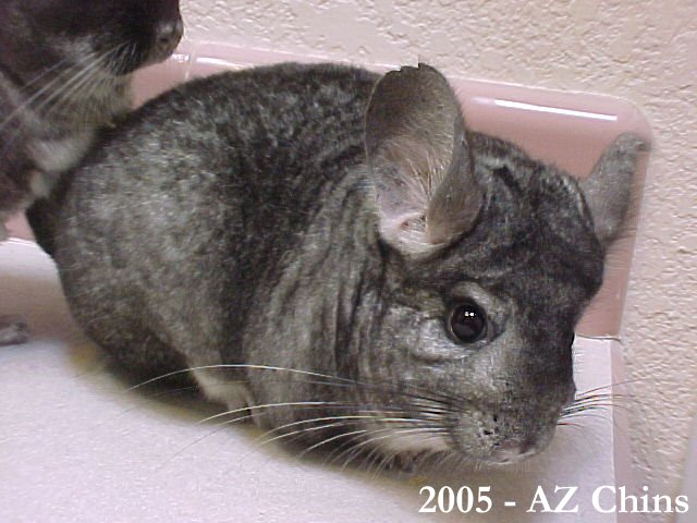 Lucille - Standard Grey Female