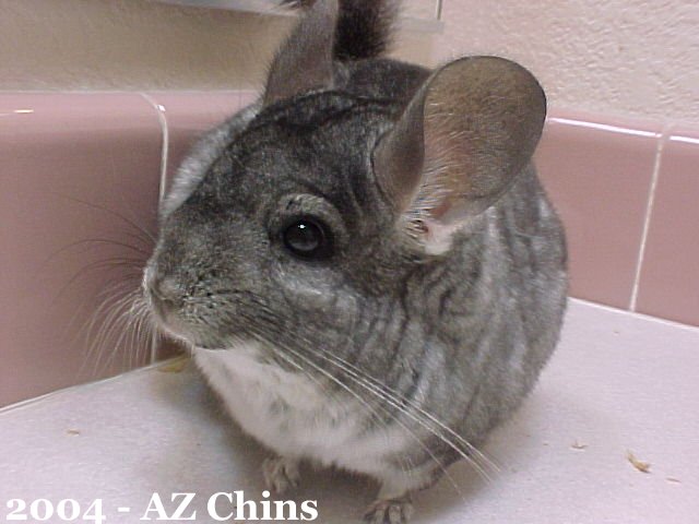 Anita - Standard Grey Female