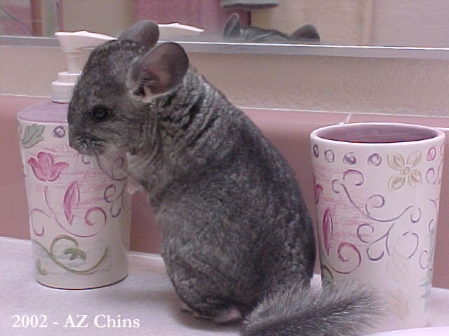 Ada - Charcoal female