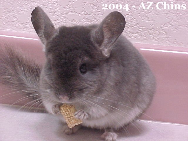 Otto - TOV Violet Male