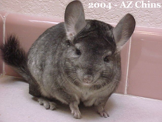Stuart - Heterozygous Ebony Male