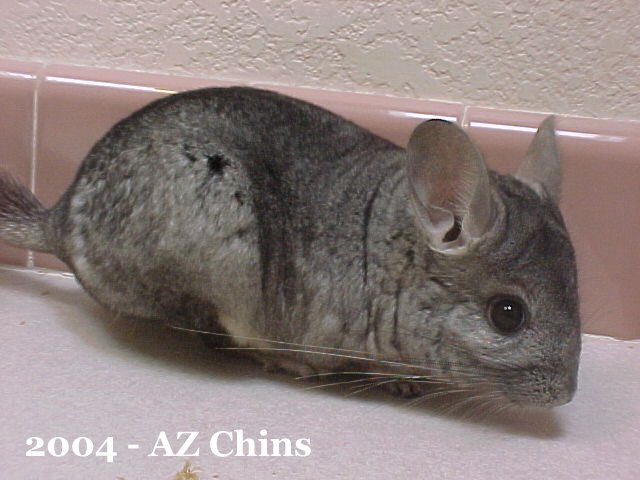 Chuckie - Standard Grey Violet Carrier Male