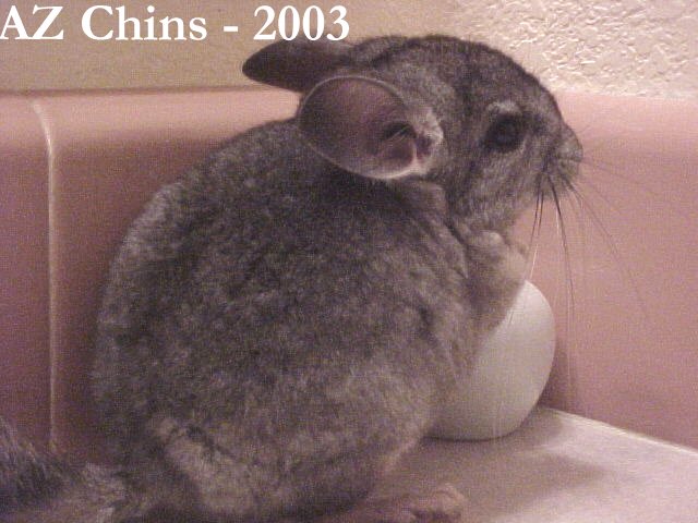 Cecil - Standard Grey Male