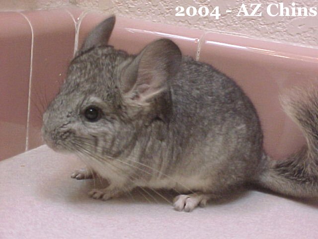 Guy - Standard Grey Male