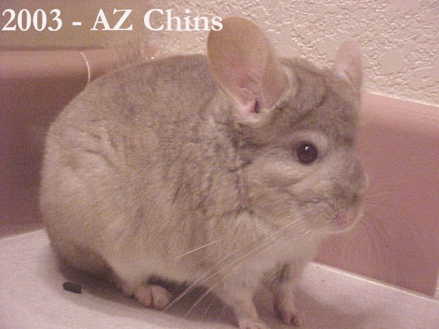 Yvette - Heterozygous Beige E/C Female