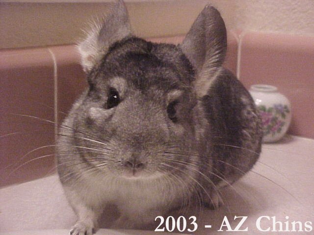 Sunny - Standard Grey Male