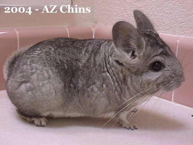 Bumper - Standard Grey Male