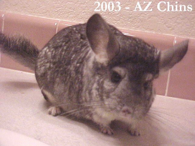 Leona - Standard Grey Female