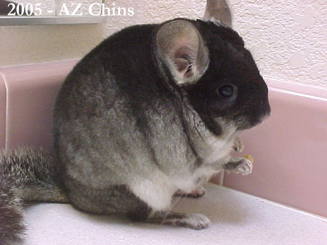 Fred -  TOV Violet Male
