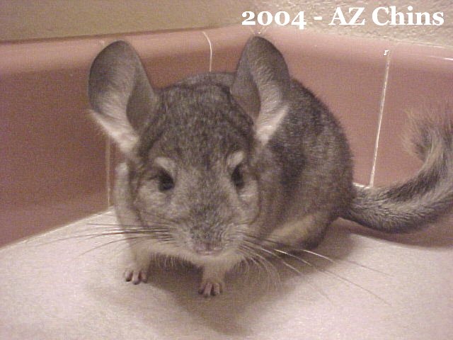 Gina - Standard Grey Female