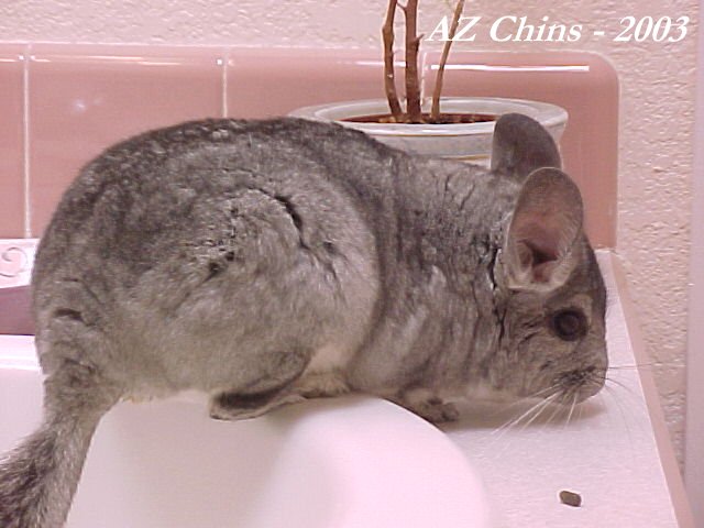 Wookie -  Standard Grey Male