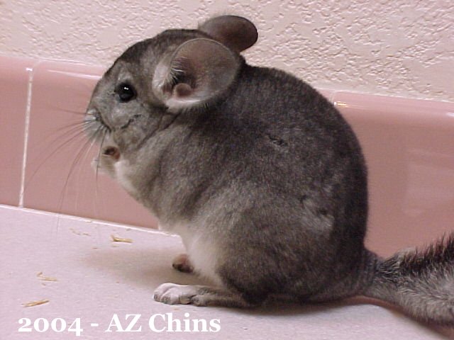 Lightning - Standard Grey Male