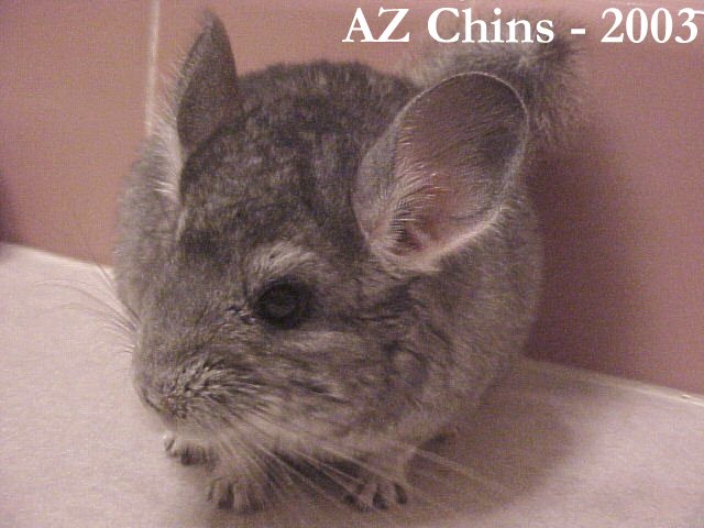 Boswell - Standard Grey Female