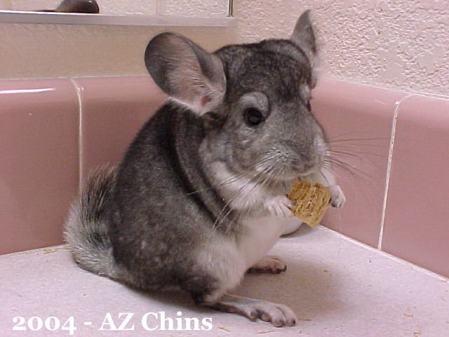 Thunder - Standard Grey Male