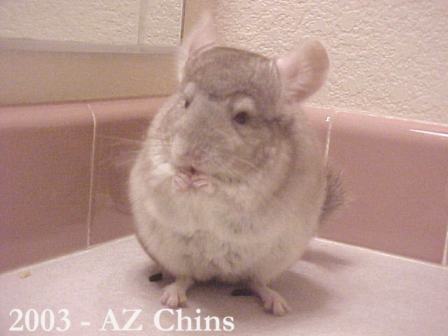Ilse - Heterozygous Beige Female
