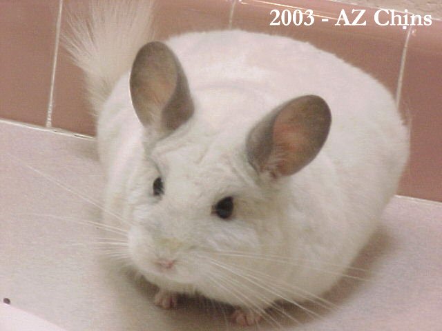 Rocky - Wilson White Male