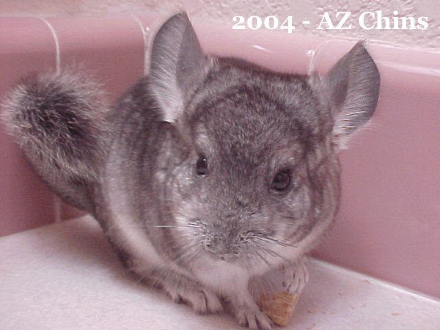 Tucker - Standard Grey Male