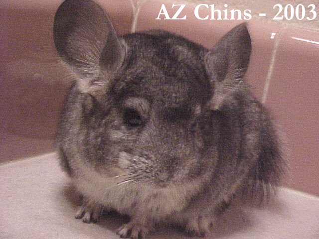Charles - Standard Grey Male