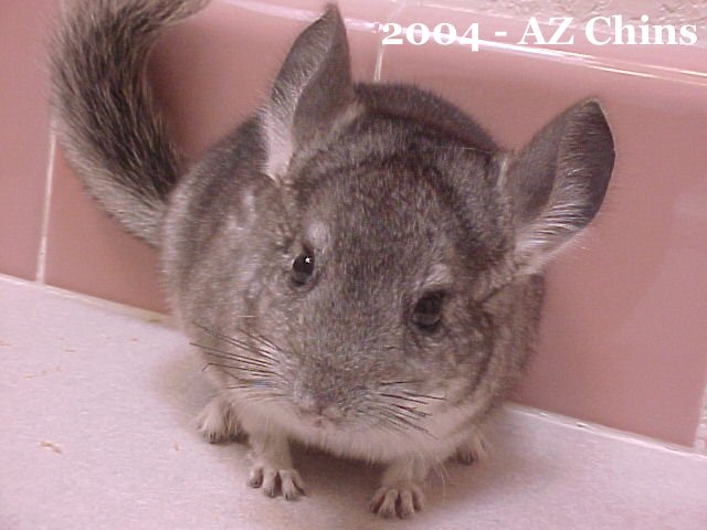 Thayer - Standard Grey Male