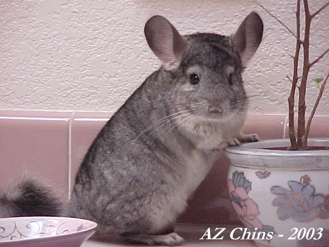 Derek - Standard Grey Male