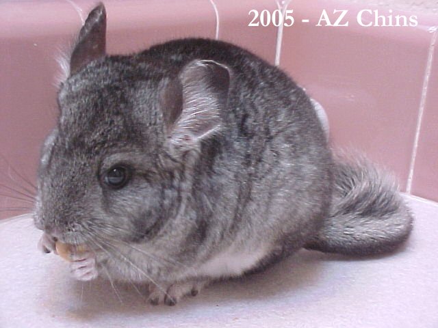 Dempsey - Standard Grey Male