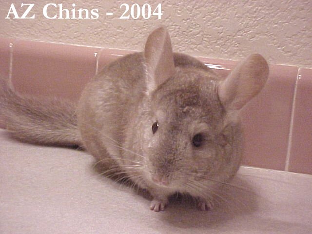 Star - Heterozygous Beige Female