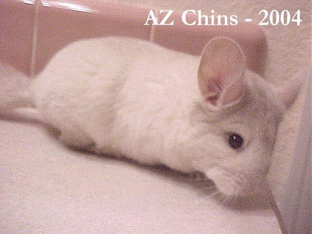 Charlene - Pink White Female
