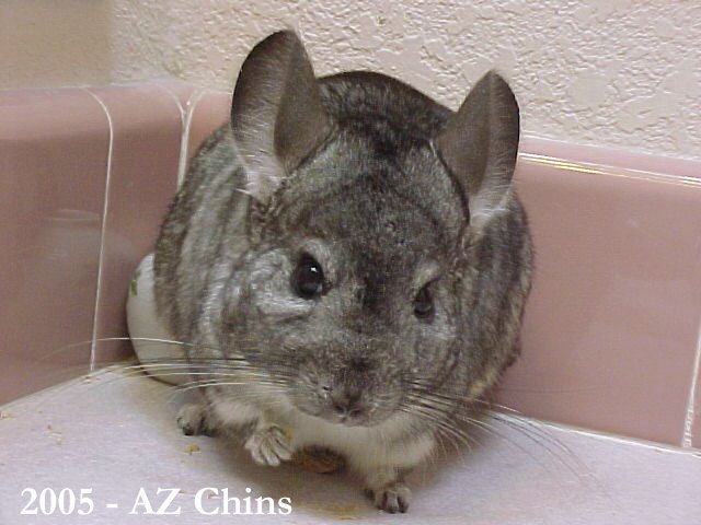 Zoey - Standard Grey Female