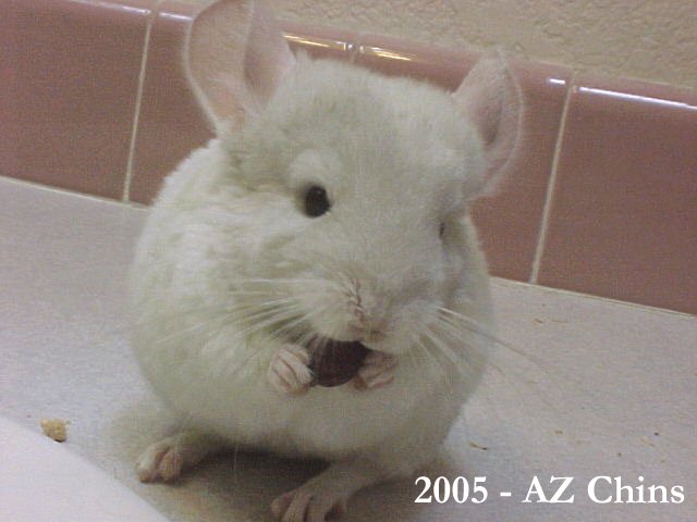 Serena - Pink White Female